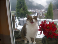 ein Bild aus dem Album